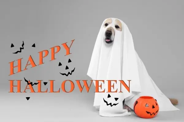 Happy Halloween from VIP Mortgage Inc.